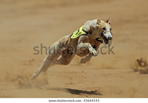 Greyhound at full speed\
during a race