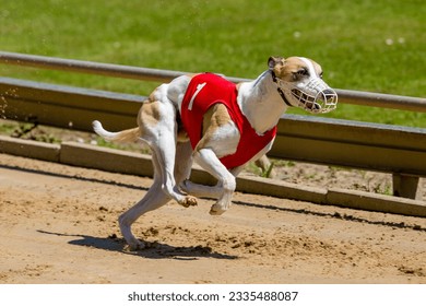 Greyhound fully in the race.