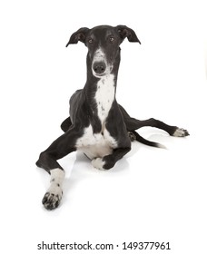 Greyhound Isolated On White Background