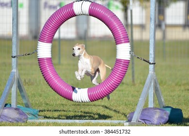 Greyhound Leaping Through a Tire at Dog Agility Trial