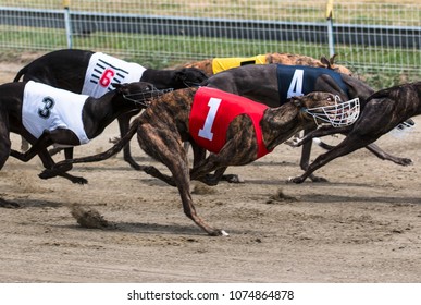 3,224 Racing greyhound Images, Stock Photos & Vectors | Shutterstock