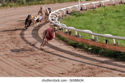 Greyhound Racing