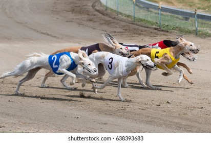 Greyhound Racing