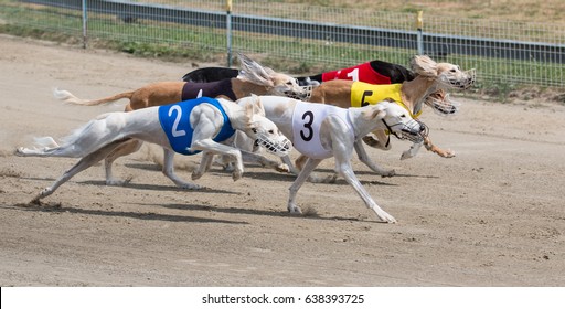 Greyhound Racing