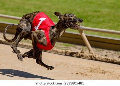 Greyhound racing at full speed on the sand track. Greyhound race.