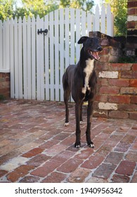 Greyhound rescue dog anti racing 