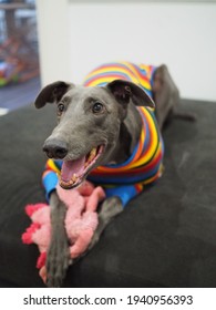 Greyhound rescue dog anti racing 
