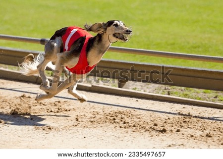 Greyhound is running for the 1st place.