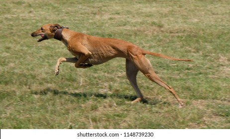 Greyhound Running Pursuit Mechanical Hare Rabbit Stock Photo (Edit Now ...