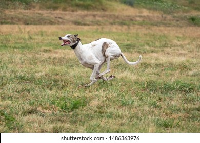 Greyhound Running Pursuit Mechanical Hare Rabbit Stock Photo (Edit Now ...