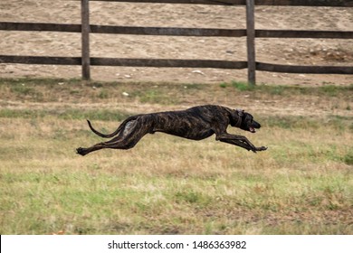 Greyhound Is Running In Pursuit Of A Mechanical Hare (rabbit)