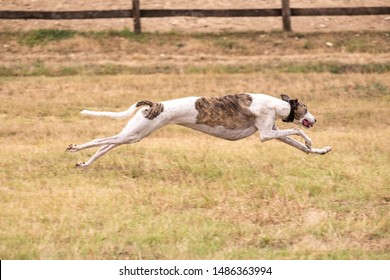 Greyhound Is Running In Pursuit Of A Mechanical Hare (rabbit)