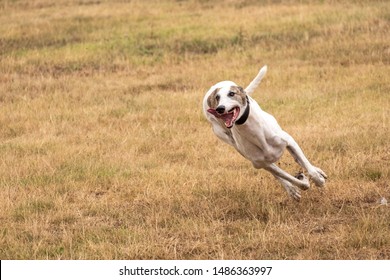 Greyhound Is Running In Pursuit Of A Mechanical Hare (rabbit)