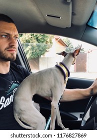 A Greyhound At The Wheel Of A Car