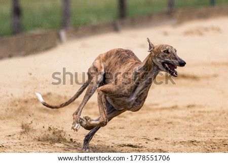Greyhounds Greyhound Racing Dog Racing Racecourse