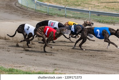 3,171 Greyhounds racing Images, Stock Photos & Vectors | Shutterstock