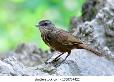 Greyish Limestone-babbler (Turdinus crispifrons) exotic dark brown camouflage bird perching on limestone rock mountain found in U-thai Thani, Thailand