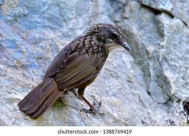 Greyish Limestone-babbler (Turdinus crispifrons) fascinated dark brown camouflage bird climbing on limestone rock at its habitation home mountain only found in U-thai Thani, Thailand