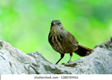 Greyish Limestone-babbler (Turdinus crispifrons) lovely dark brown camouflage bird living on limestone rock mountain can only found in U-thai Thani, Thailand