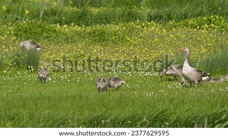 Greylag gander and goose and their goslings in a spring meadow with flowers in Bourgoyen nature reserve, Ghent, Flanders, Belgium