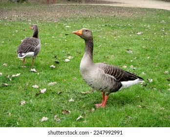 
Greylag geese (Anser anser) on the lawn of a public park. Greylag geese (Anser anser) on the lawn of a public park. Animal in the foreground in a state of vigilance. February 2021. February 2021				
