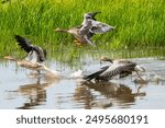 greylag geese in flight over lakes at stodmarsh nature reserve