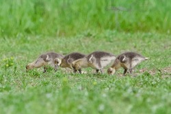 Greylag Geese Gosling Eating Grass Stood In A Line