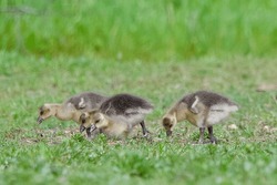 Greylag Geese Gosling Eating Grass Stood In A Line