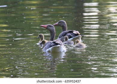 Greylag Geese with goslings (Anser anser) - goose family on the water in Lednice castle park