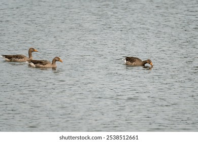 The Greylag geese gracefully glide on a tranquil lake - Powered by Shutterstock