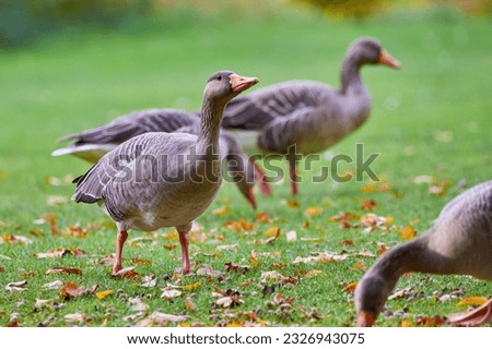 Greylag Geese on field eating grass in autumn season (Anser anser)
