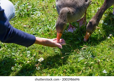 Greylag geese standing on grass, one feeding out of the palm of a hand.