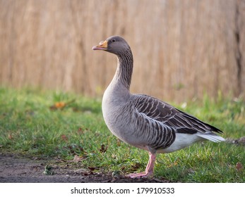 Greylag Goose