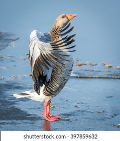 Greylag Goose