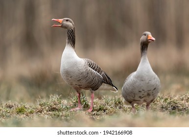 Greylag goose (Anser anser) close up