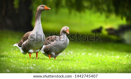 Greylag goose (anser anser) feeding on green flower meadow. Grey geese looking at me. 