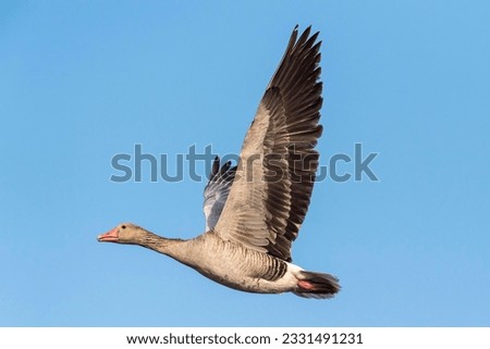 Greylag goose (Anser anser), in flight, National Park Lake Neusiedl, Burgenland, Austria Stock photo © 