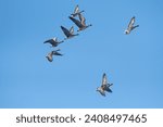 Greylag Goose (Anser anser) and Greater White-fronted Goose (Anser albifrons) flying in groups over the lake at Karataş Lake in Turkey.