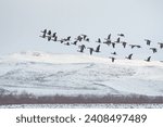 Greylag Goose (Anser anser) and Greater White-fronted Goose (Anser albifrons) flying over Lake Karataş in Turkey. Snowy background.