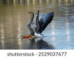 Greylag goose, Anser anser, landing on a frozen lake