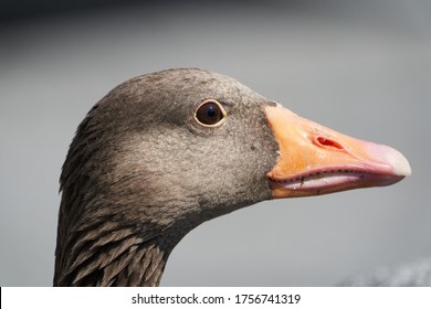  Greylag goose Anser anser large goose waterfowl Anatidae Portrait