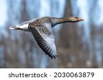 The greylag goose, Anser anser is a species of large goose in the waterfowl family Anatidae and the type species of the genus Anser. Here flying in the air.