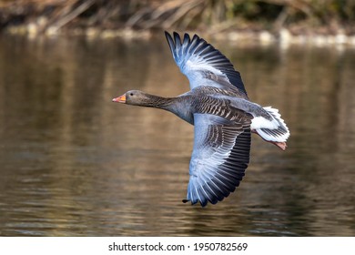The greylag goose, Anser anser is a species of large goose in the waterfowl family Anatidae and the type species of the genus Anser. Here flying in the air.