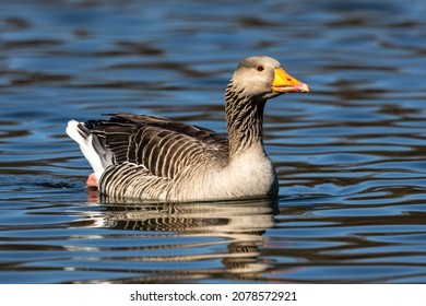 The greylag goose, Anser anser is a species of large goose in the waterfowl family Anatidae and the type species of the genus Anser.
