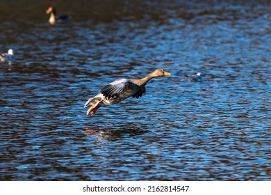The greylag goose, Anser anser is a species of large goose in the waterfowl family Anatidae and the type species of the genus Anser. Here flying in the air.