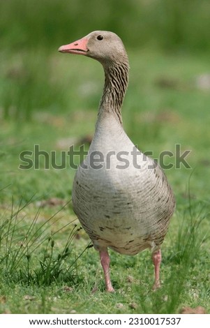 Greylag goose (Anser anser) stands attentively in a meadow, Lake Neusiedl National Park, Burgenland, Austria Stock photo © 