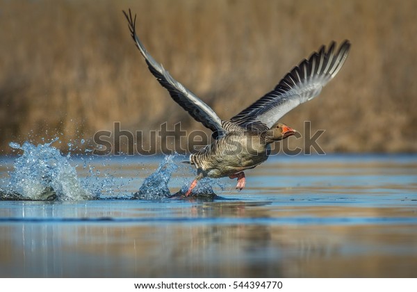 Greylag\
goose (anser anser) taking of from water in its habitat. Greylag\
goose starting of from water.  Greylag goose with open wings\
running on water.  Action scene with open\
wings.