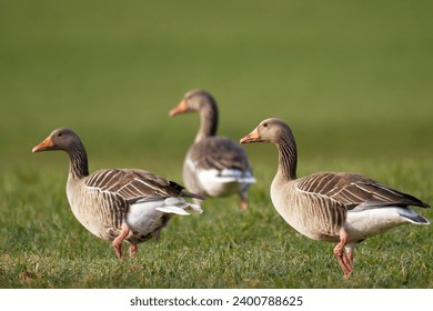 Greylag goose (Anser anser) in a wetland meadow                  