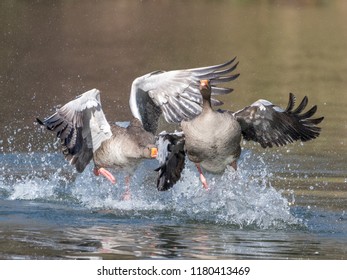 Greylag Goose Chase