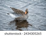 Greylag goose is common in Iceland